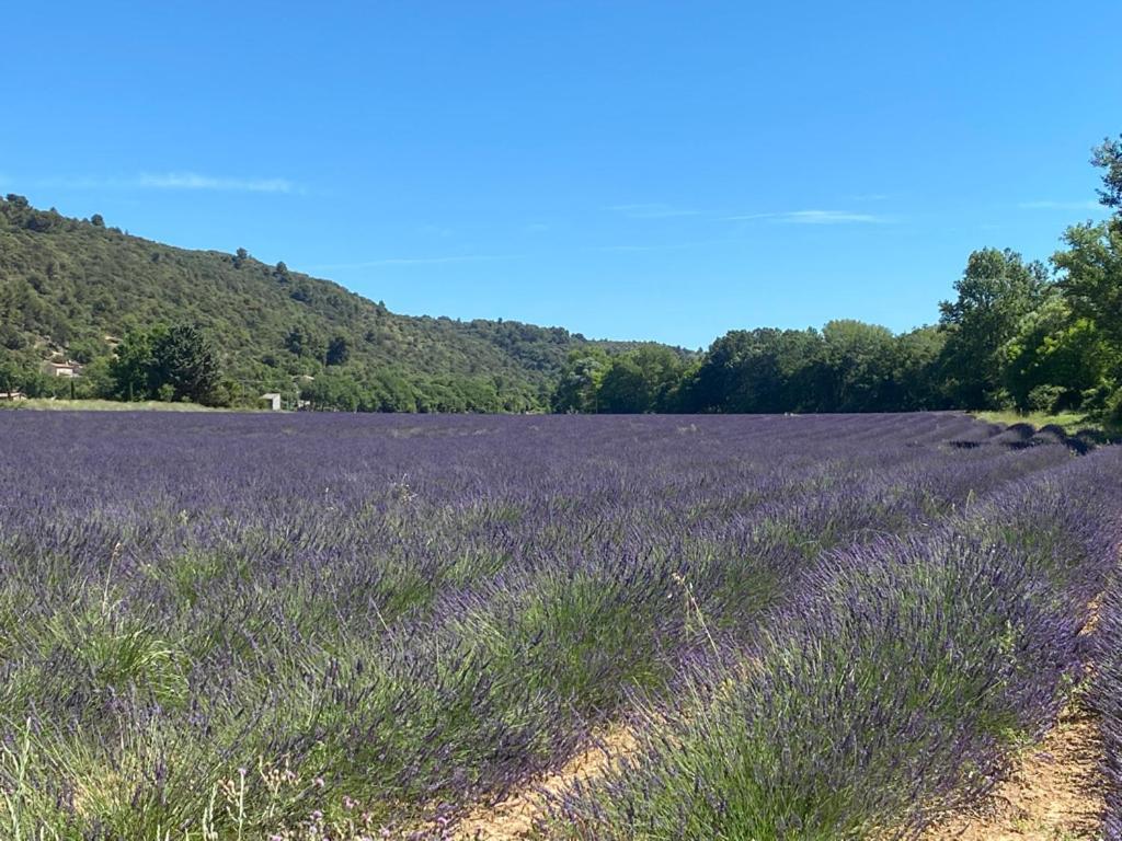 Le Petit Paradis Provencal Allemagne-en-Provence